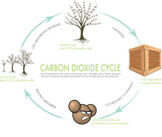 green crating cycle